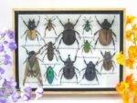Echte tropische Insekten - Einzelstück - im 3D M-Schaukasten - Wandbild 7-A-M-47