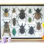 Echte tropische Insekten - Einzelstück - im 3D M-Schaukasten - Wandbild 7-A-M-47