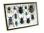Echte tropische Insekten - Einzelstück - im 3D M-Schaukasten - Wandbild 7-A-M-47 – Bild 2