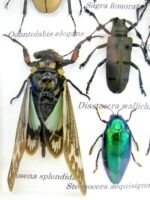 Echte tropische Insekten - Einzelstück - im 3D M-Schaukasten - Wandbild 7-A-M-47 – Bild 4