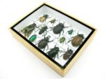 Echte tropische Insekten - Einzelstück - im 3D M-Schaukasten - Wandbild 7-A-M-47 – Bild 6