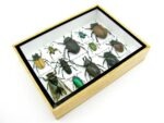 Echte tropische Insekten - Einzelstück - im 3D M-Schaukasten - Wandbild 7-A-M-47 – Bild 7