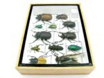 Echte tropische Insekten - Einzelstück - im 3D M-Schaukasten - Wandbild 7-A-M-47 – Bild 8