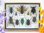 Echte tropische Insekten - Einzelstück - im 3D M-Schaukasten - Wandbild 7-A-M-48