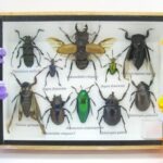 Echte tropische Insekten - Einzelstück - im 3D M-Schaukasten - Wandbild 7-A-M-48