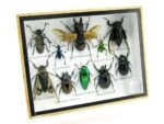 Echte tropische Insekten - Einzelstück - im 3D M-Schaukasten - Wandbild 7-A-M-48 – Bild 2