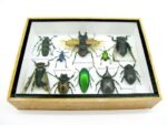 Echte tropische Insekten - Einzelstück - im 3D M-Schaukasten - Wandbild 7-A-M-48 – Bild 5