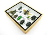 Echte tropische Insekten - Einzelstück - im 3D M-Schaukasten - Wandbild 7-A-M-48 – Bild 6