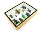Echte tropische Insekten - Einzelstück - im 3D M-Schaukasten - Wandbild 7-A-M-48 – Bild 7