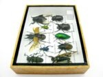 Echte tropische Insekten - Einzelstück - im 3D M-Schaukasten - Wandbild 7-A-M-48 – Bild 8