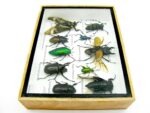 Echte tropische Insekten - Einzelstück - im 3D M-Schaukasten - Wandbild 7-A-M-48 – Bild 9