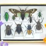 Echte tropische Insekten - Einzelstück - im 3D M-Schaukasten - Wandbild 8-A-M-49