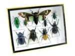 Echte tropische Insekten - Einzelstück - im 3D M-Schaukasten - Wandbild 8-A-M-49 – Bild 2