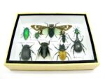 Echte tropische Insekten - Einzelstück - im 3D M-Schaukasten - Wandbild 8-A-M-49 – Bild 5