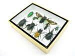 Echte tropische Insekten - Einzelstück - im 3D M-Schaukasten - Wandbild 8-A-M-49 – Bild 6