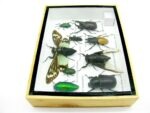 Echte tropische Insekten - Einzelstück - im 3D M-Schaukasten - Wandbild 8-A-M-49 – Bild 8