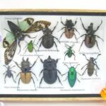 Echte tropische Insekten - Einzelstück - im 3D M-Schaukasten - Wandbild 8-A-M-50