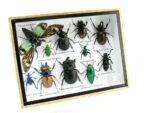Echte tropische Insekten - Einzelstück - im 3D M-Schaukasten - Wandbild 8-A-M-50 – Bild 2