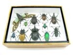 Echte tropische Insekten - Einzelstück - im 3D M-Schaukasten - Wandbild 8-A-M-50 – Bild 5