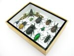 Echte tropische Insekten - Einzelstück - im 3D M-Schaukasten - Wandbild 8-A-M-50 – Bild 6