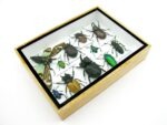 Echte tropische Insekten - Einzelstück - im 3D M-Schaukasten - Wandbild 8-A-M-50 – Bild 7