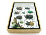 Echte tropische Insekten - Einzelstück - im 3D M-Schaukasten - Wandbild 8-A-M-50 – Bild 8