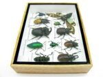Echte tropische Insekten - Einzelstück - im 3D M-Schaukasten - Wandbild 8-A-M-50 – Bild 9