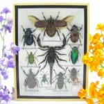 Echte tropische Insekten - Einzelstück - im 3D M-Schaukasten - Wandbild 2-A-M-51