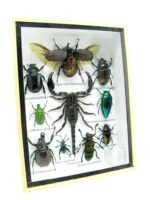 Echte tropische Insekten - Einzelstück - im 3D M-Schaukasten - Wandbild 2-A-M-51 – Bild 2