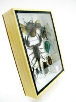 Echte tropische Insekten - Einzelstück - im 3D M-Schaukasten - Wandbild 2-A-M-51 – Bild 3