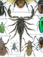 Echte tropische Insekten - Einzelstück - im 3D M-Schaukasten - Wandbild 2-A-M-51 – Bild 4