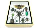 Echte tropische Insekten - Einzelstück - im 3D M-Schaukasten - Wandbild 2-A-M-51 – Bild 5