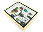 Echte tropische Insekten - Einzelstück - im 3D M-Schaukasten - Wandbild 2-A-M-51 – Bild 6