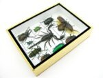 Echte tropische Insekten - Einzelstück - im 3D M-Schaukasten - Wandbild 2-A-M-51 – Bild 7