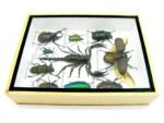 Echte tropische Insekten - Einzelstück - im 3D M-Schaukasten - Wandbild 2-A-M-51 – Bild 8