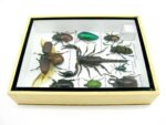 Echte tropische Insekten - Einzelstück - im 3D M-Schaukasten - Wandbild 2-A-M-51 – Bild 9