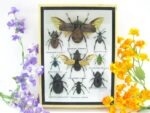Echte tropische Insekten - Einzelstück - im 3D M-Schaukasten - Wandbild 1-A-M-52