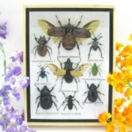 Echte tropische Insekten - Einzelstück - im 3D M-Schaukasten - Wandbild 1-A-M-52