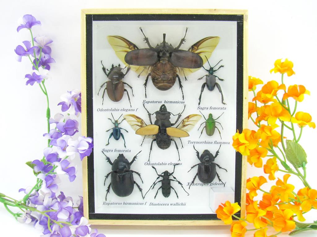 Wunderschöne, tropische und natürlich echte Insekten aus nachhaltiger Zucht im mittelgroßem Schaukasten a-insekten-M-52-a Echte tropische Insekten - Einzelstück - im 3D M-Schaukasten - Wandbild 1-A-M-52 – Bild 1