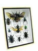 Echte tropische Insekten - Einzelstück - im 3D M-Schaukasten - Wandbild 1-A-M-52 – Bild 2