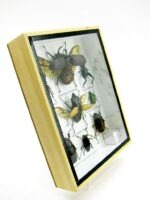 Echte tropische Insekten - Einzelstück - im 3D M-Schaukasten - Wandbild 1-A-M-52 – Bild 3