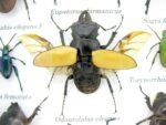 Echte tropische Insekten - Einzelstück - im 3D M-Schaukasten - Wandbild 1-A-M-52 – Bild 4