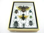 Echte tropische Insekten - Einzelstück - im 3D M-Schaukasten - Wandbild 1-A-M-52 – Bild 5