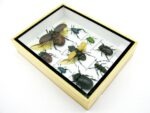 Echte tropische Insekten - Einzelstück - im 3D M-Schaukasten - Wandbild 1-A-M-52 – Bild 6