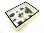 Echte tropische Insekten - Einzelstück - im 3D M-Schaukasten - Wandbild 1-A-M-52 – Bild 7