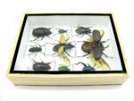 Echte tropische Insekten - Einzelstück - im 3D M-Schaukasten - Wandbild 1-A-M-52 – Bild 8