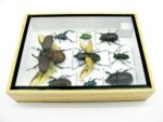 Echte tropische Insekten - Einzelstück - im 3D M-Schaukasten - Wandbild 1-A-M-52 – Bild 9
