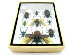 Echte tropische Insekten - Einzelstück - im 3D M-Schaukasten - Wandbild 1-A-M-52 – Bild 10