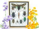 Echte tropische Insekten - Einzelstück - im 3D M-Schaukasten - Wandbild 4-A-M-53