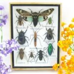 Echte tropische Insekten - Einzelstück - im 3D M-Schaukasten - Wandbild 4-A-M-53